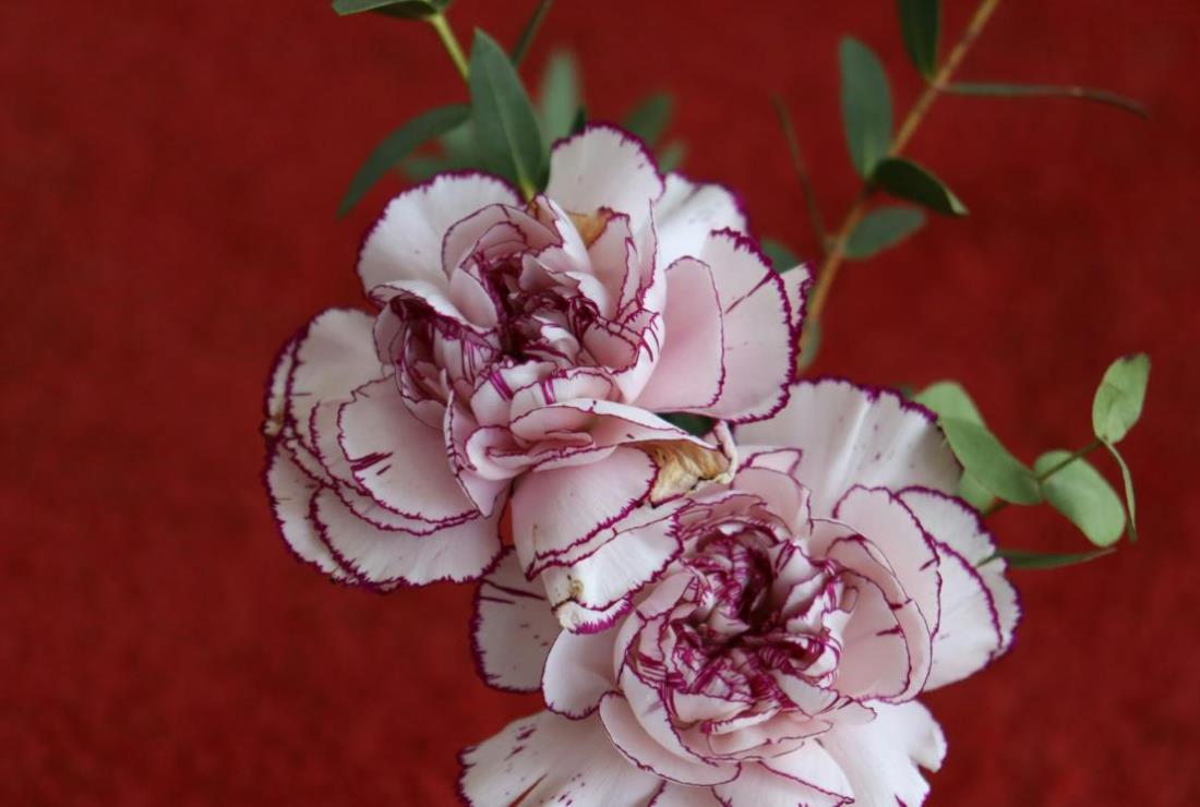 Ảnh Hoa Cẩm Chướng