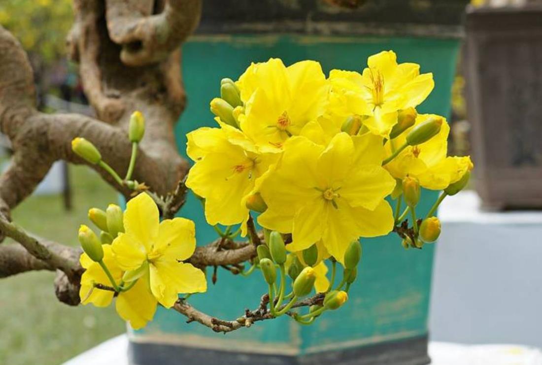 Ảnh Hoa Mai Ngày Tết