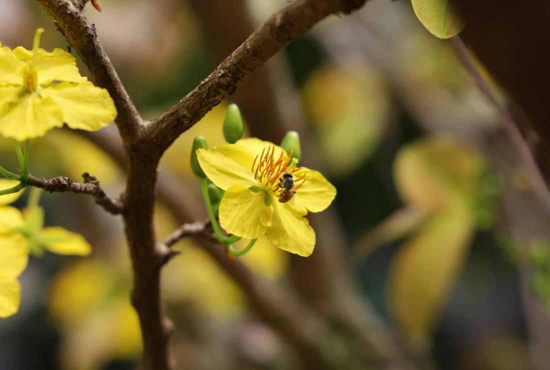 Ảnh Hoa Mai Ngày Tết