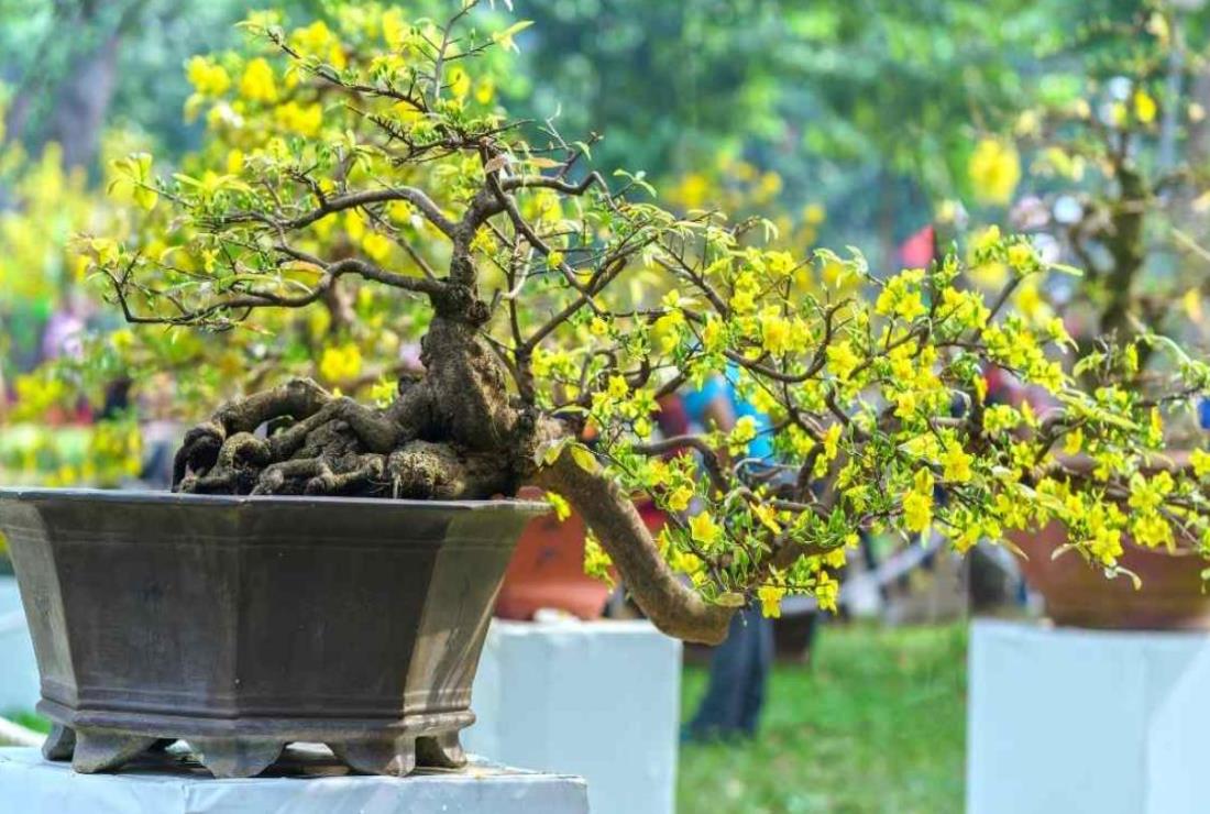 Ảnh Hoa Mai Ngày Tết