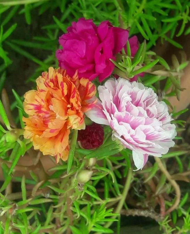 Ảnh Hoa Mười