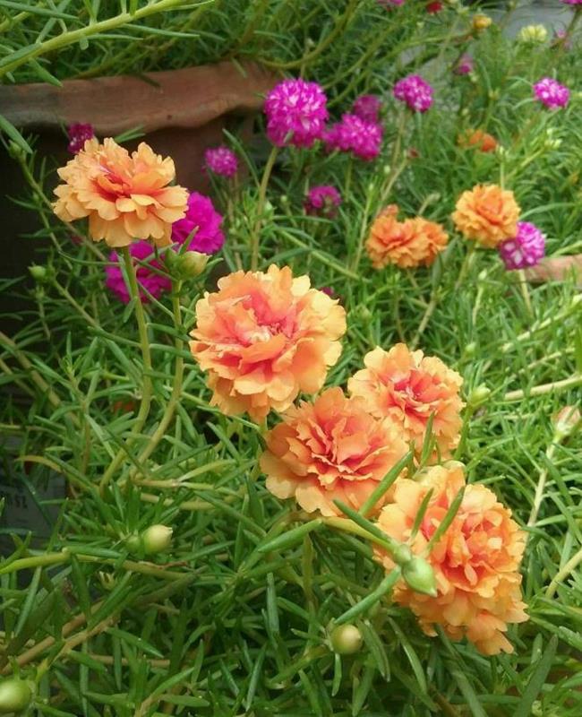 Ảnh Hoa Mười