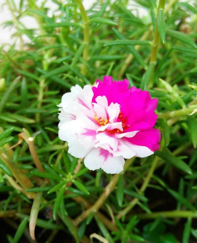 Ảnh Hoa Mười