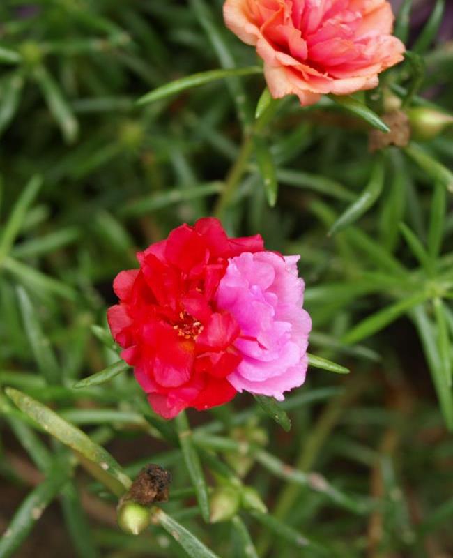 Ảnh Hoa Mười