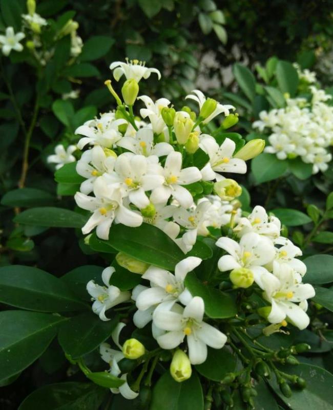 Ảnh Hoa Nguyệt Quế