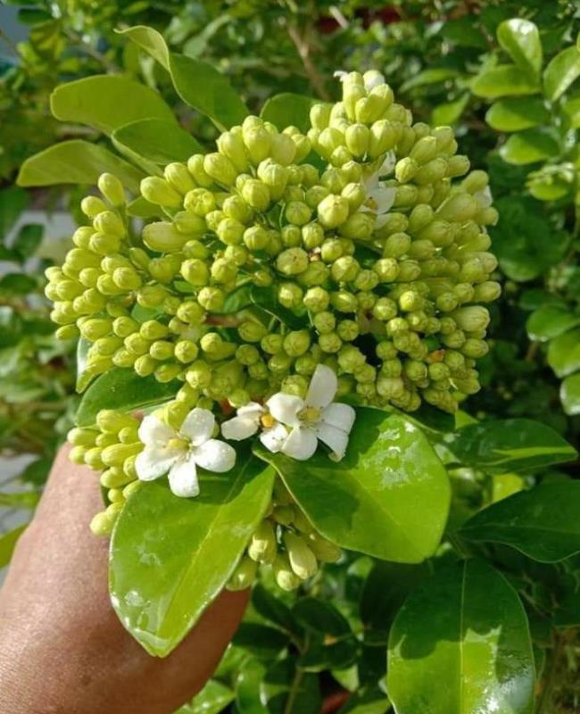 Ảnh Hoa Nguyệt Quế