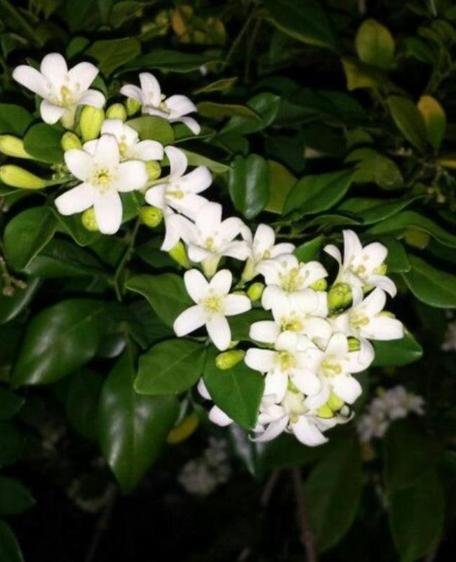 Ảnh Hoa Nguyệt Quế