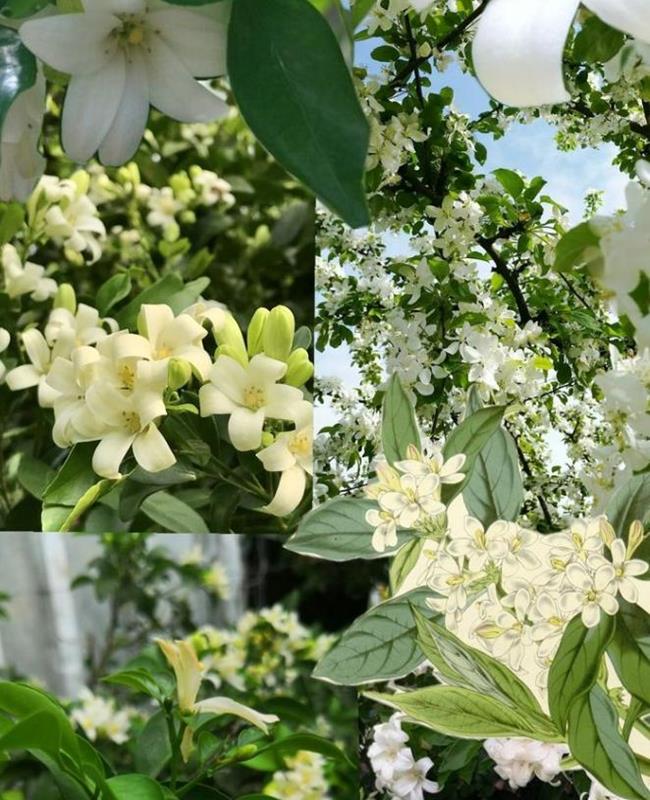 Ảnh Hoa Nguyệt Quế