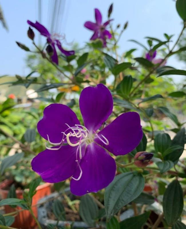 Ảnh Hoa Sim