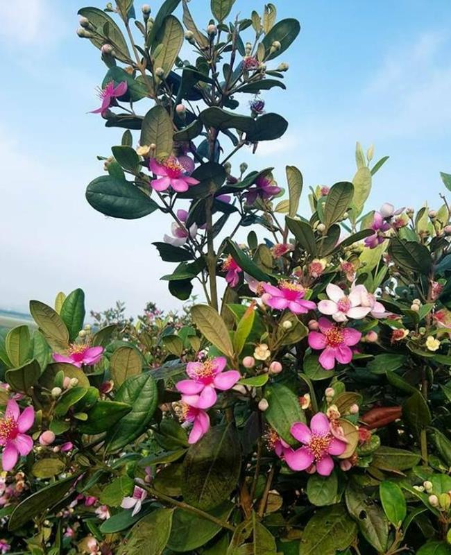 Ảnh Hoa Sim