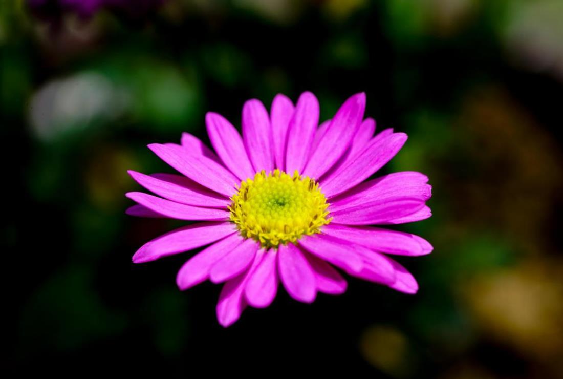 Ảnh Hoa Thạch Thảo