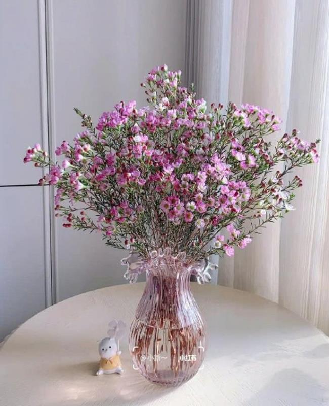 Ảnh Hoa Thanh Liễu