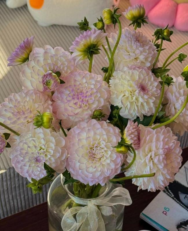 Ảnh Hoa Thược Dược