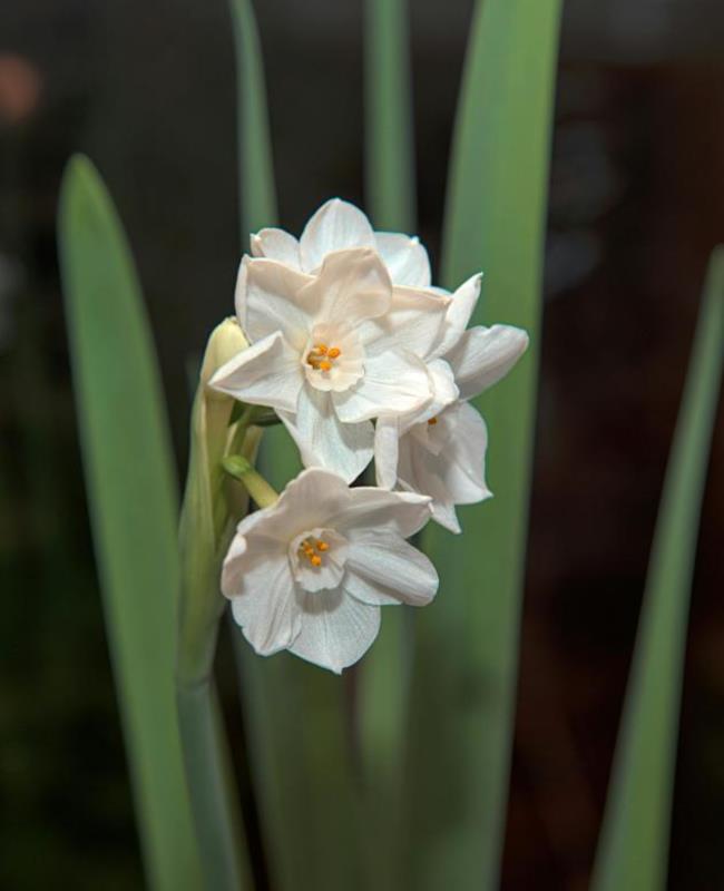 Ảnh Hoa Thủy Tiên