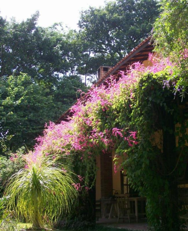 Ảnh Hoa Tigon