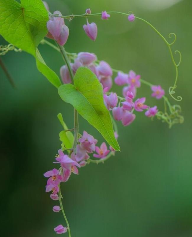Ảnh Hoa Tigon