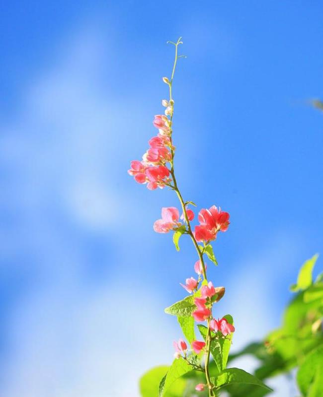 Ảnh Hoa Tigon