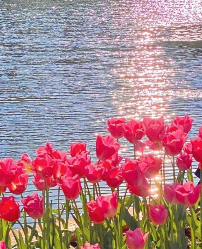 Ảnh Hoa Tulip Hồng