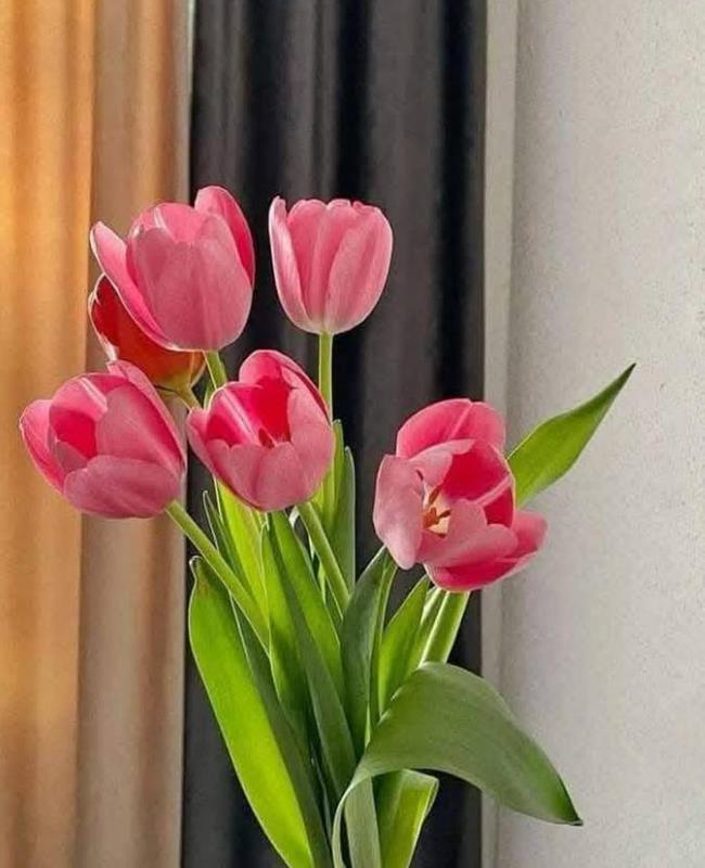 Ảnh Hoa Tulip Hồng