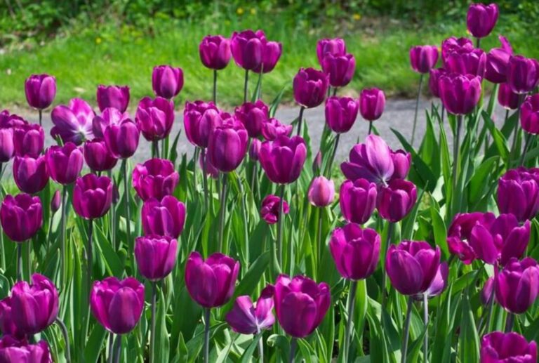 Ảnh Hoa Tulip Tím