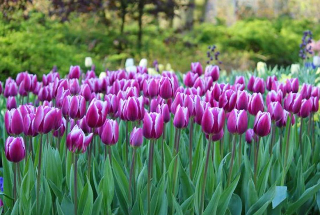 Ảnh Hoa Tulip Tím