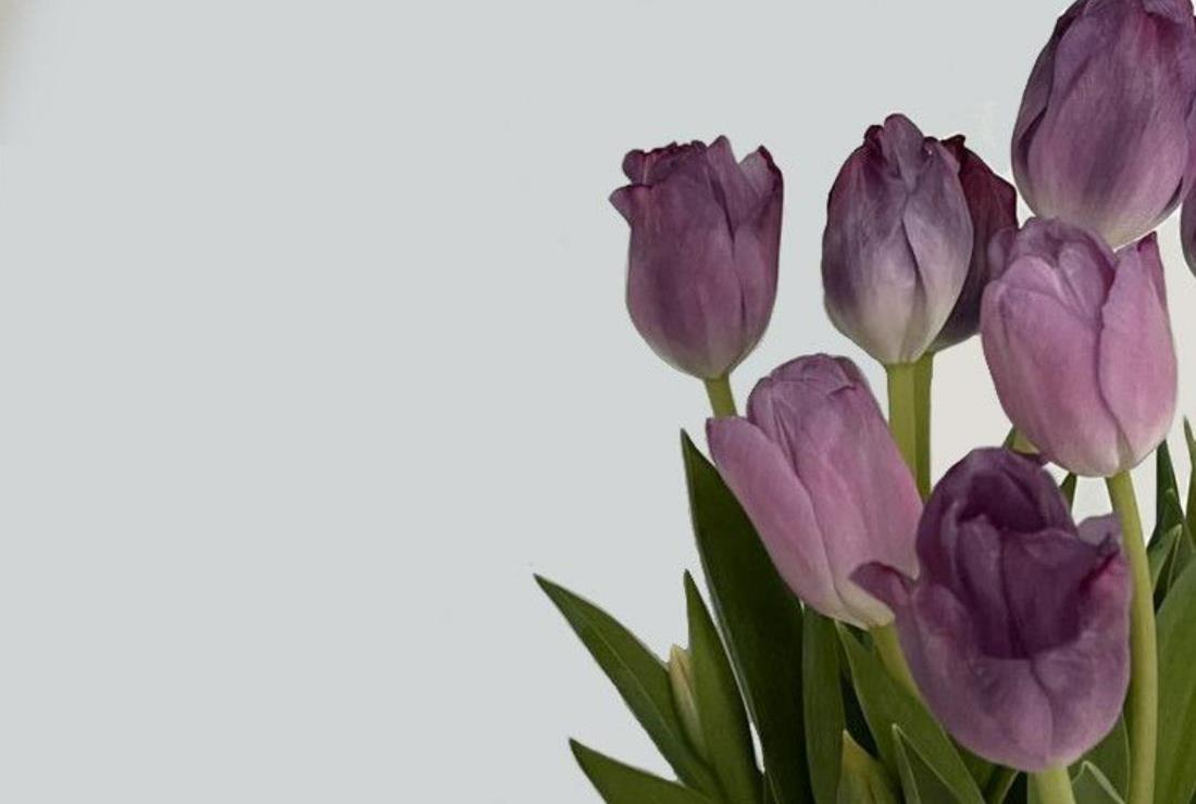 Ảnh Hoa Tulip Tím