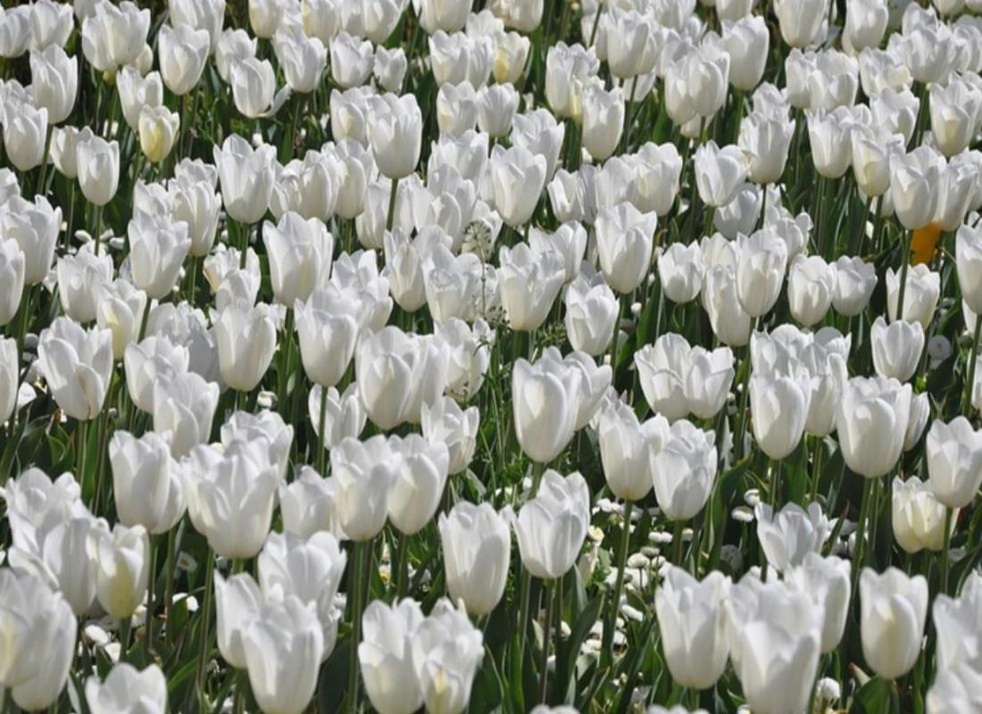 Ảnh Hoa Tulip Trắng
