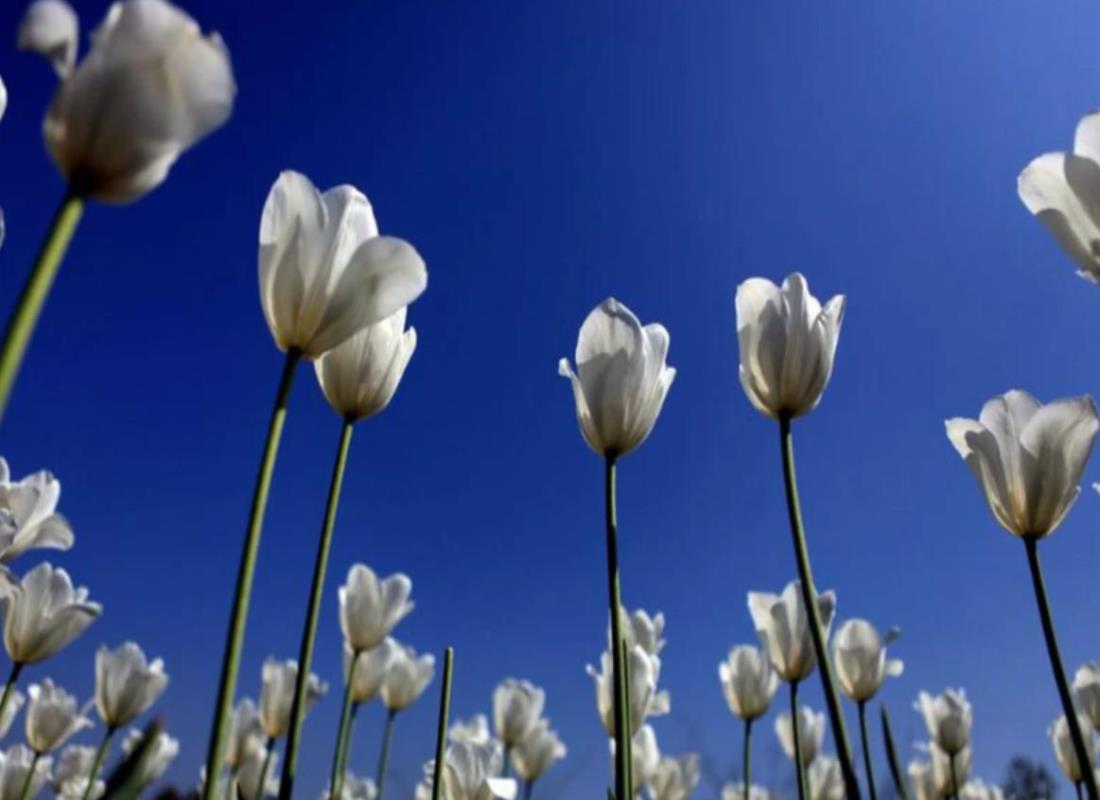 Ảnh Hoa Tulip Trắng