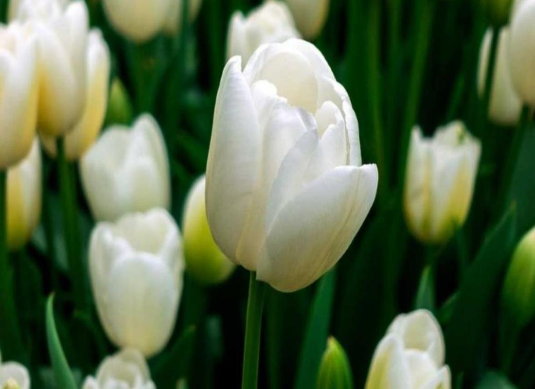 Ảnh Hoa Tulip Trắng