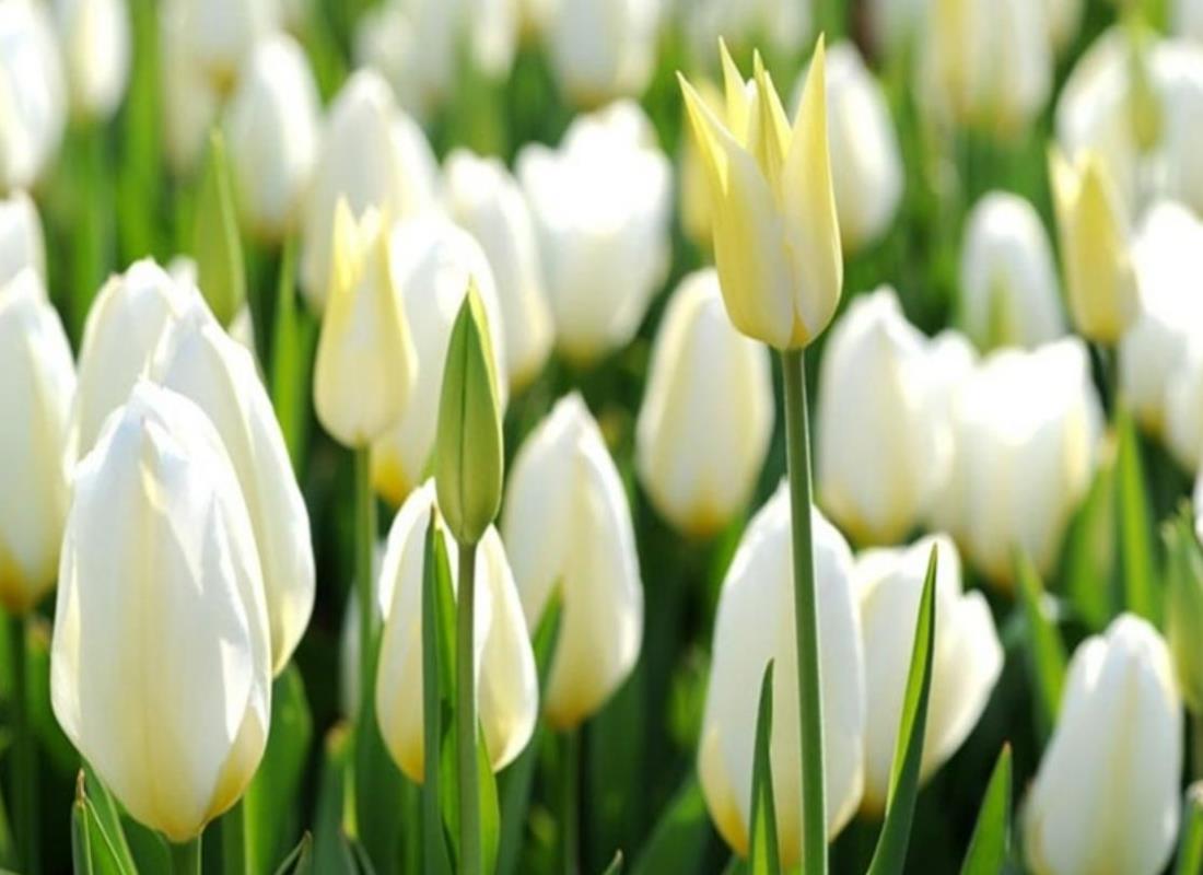 Ảnh Hoa Tulip Trắng