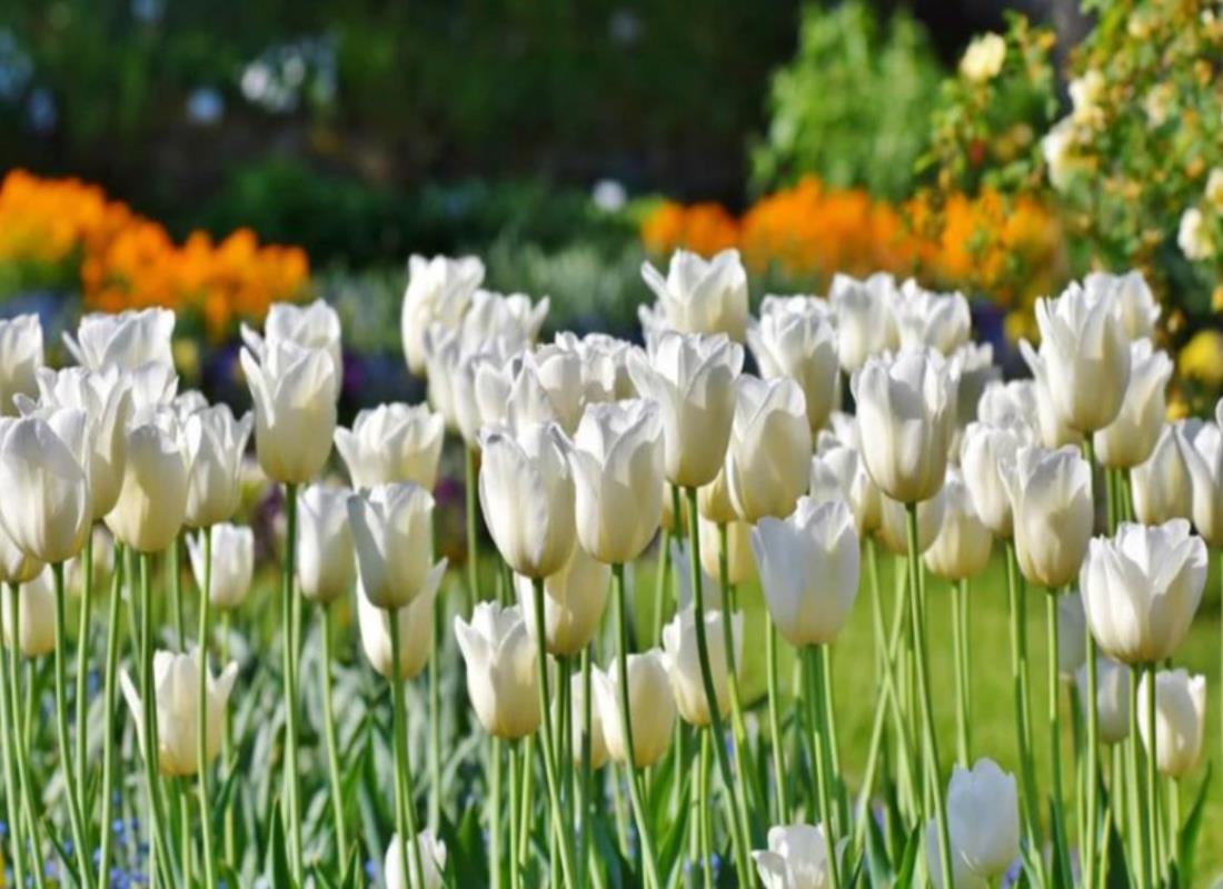Miễn Phí +109 Hình Nền Hoa Tulip Trắng – Ảnh Tulip Trắng 3D, 4K Đẹp