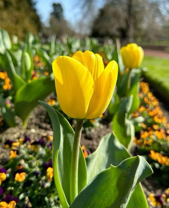 Ảnh Hoa Tulip Vàng