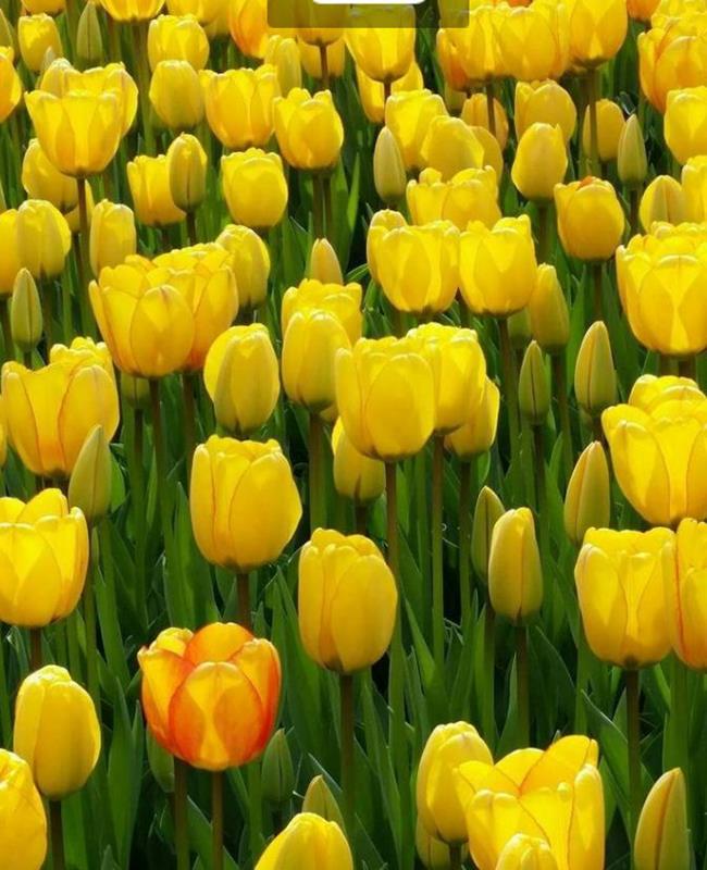 Ảnh Hoa Tulip Vàng