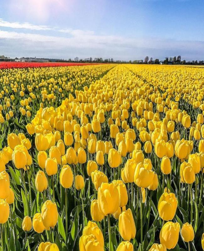 Ảnh Hoa Tulip Vàng