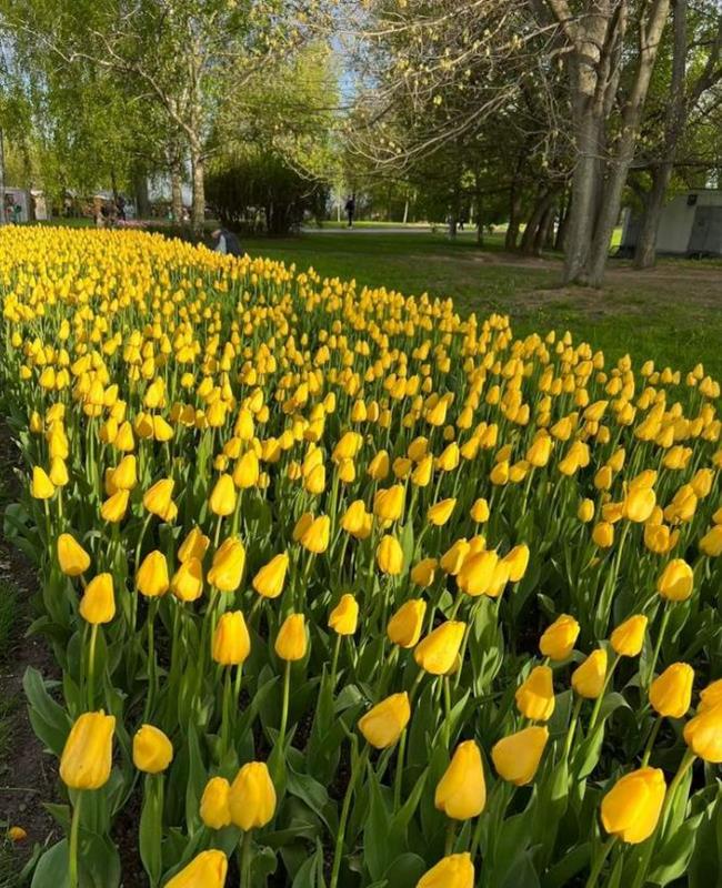 Ảnh Hoa Tulip Vàng