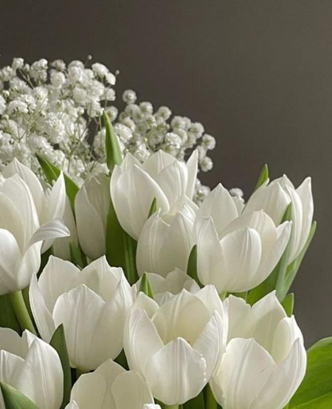 Ảnh Hoa Tulip Trắng Chill