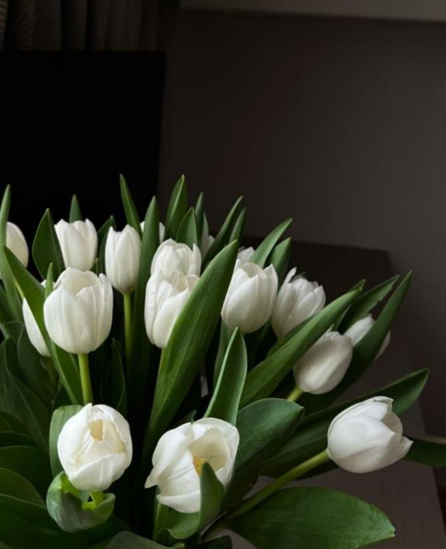 Ảnh Hoa Tulip Trắng Chill