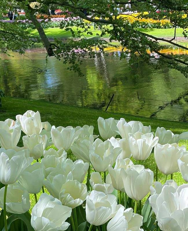 Ảnh Hoa Tulip Trắng Chill