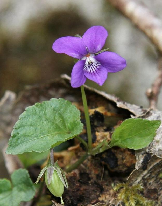 Ảnh Hoa Violet