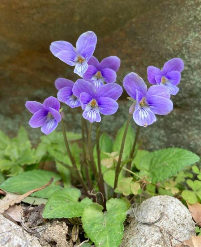 Ảnh Hoa Violet