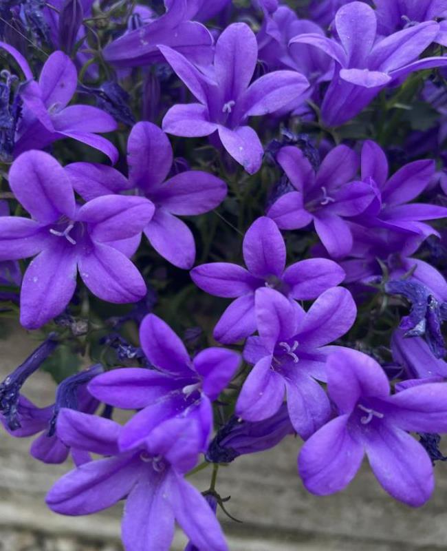 Ảnh Hoa Violet