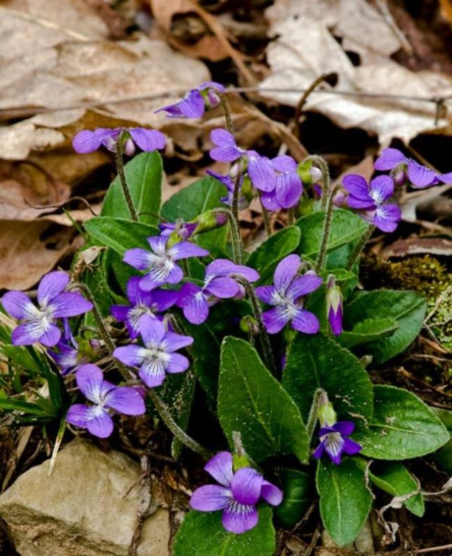 Ảnh Hoa Violet