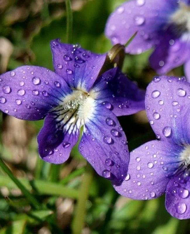 Ảnh Hoa Violet