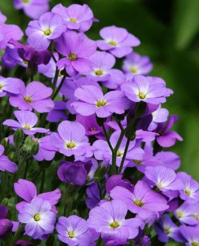 Ảnh Hoa Violet