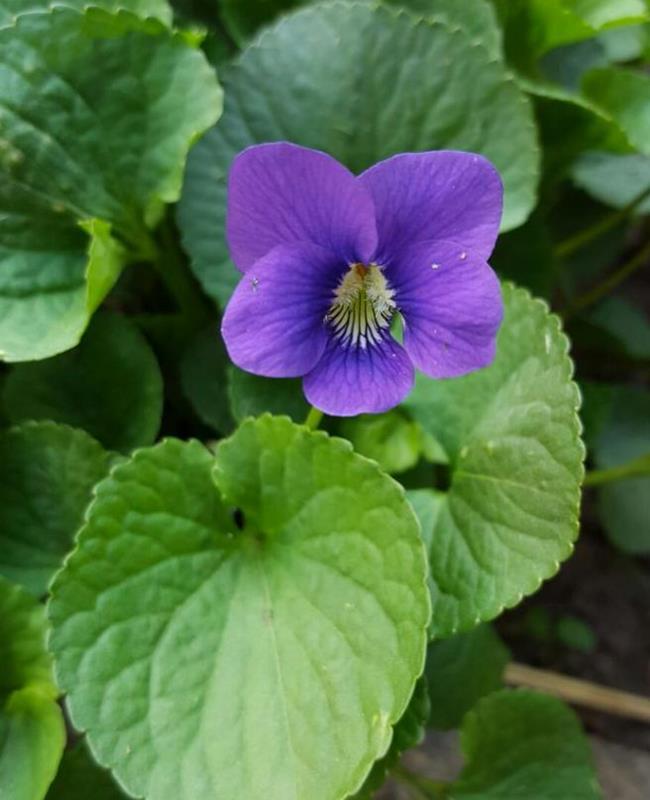 Ảnh Hoa Violet