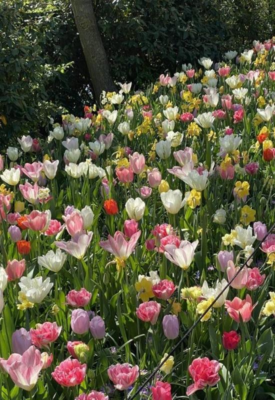 Ảnh Vườn Hoa Tulip