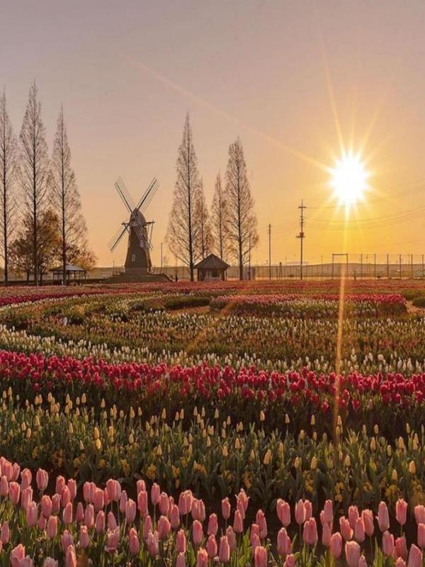 Ảnh Vườn Hoa Tulip