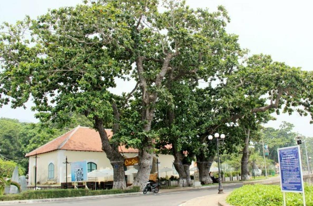 Ngắm nhìn cây bàng sân trường