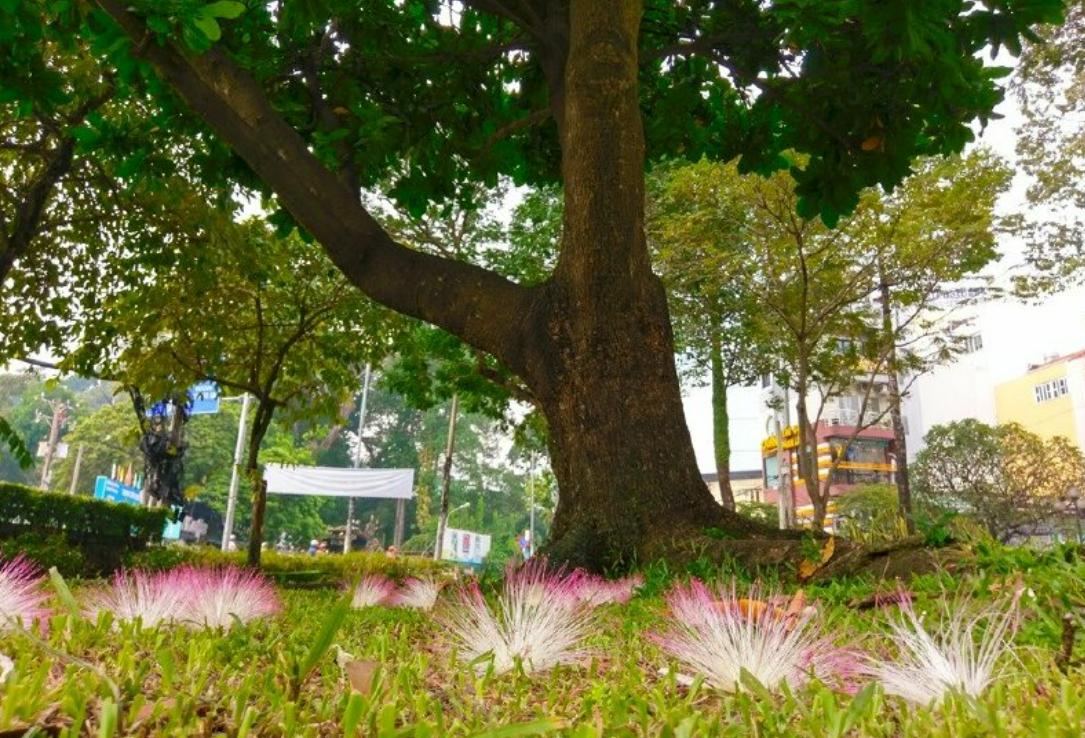 Ngắm nhìn cây bàng sân trường