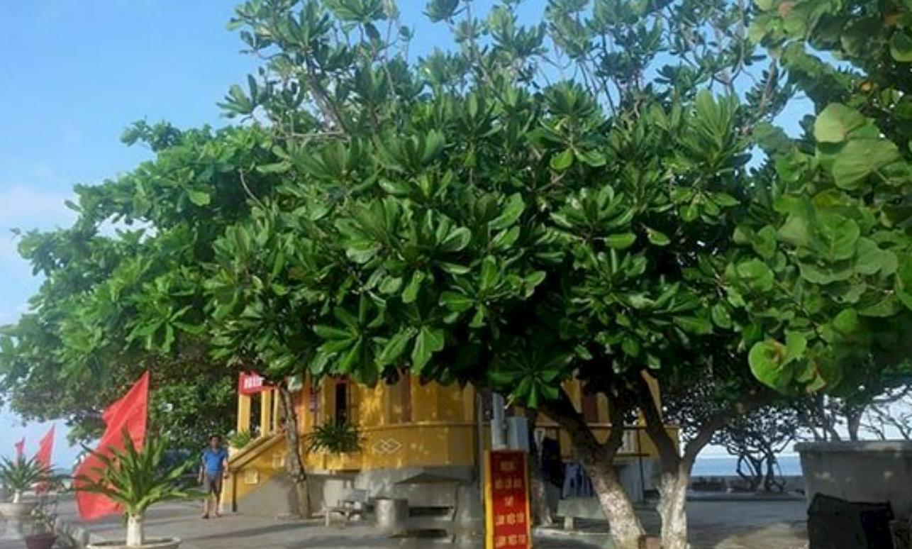 Ngắm nhìn cây bàng sân trường